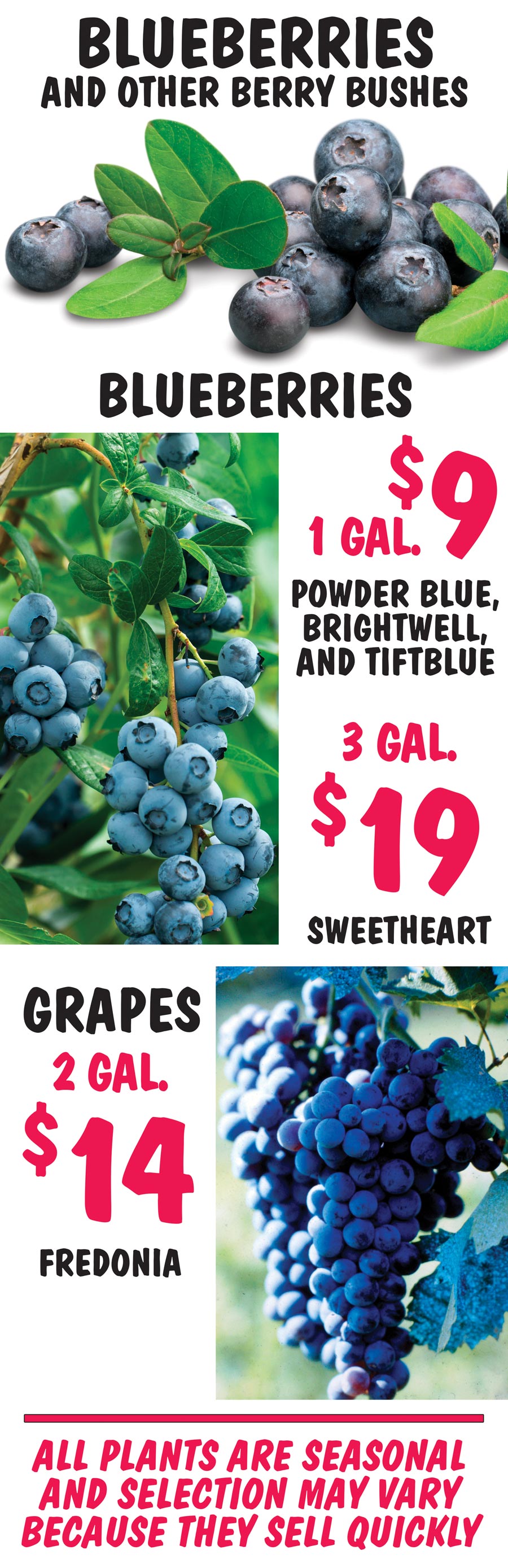 Blueberry and Grape Bushes - 1 gallon to 3 gallons - $9 to $19 image