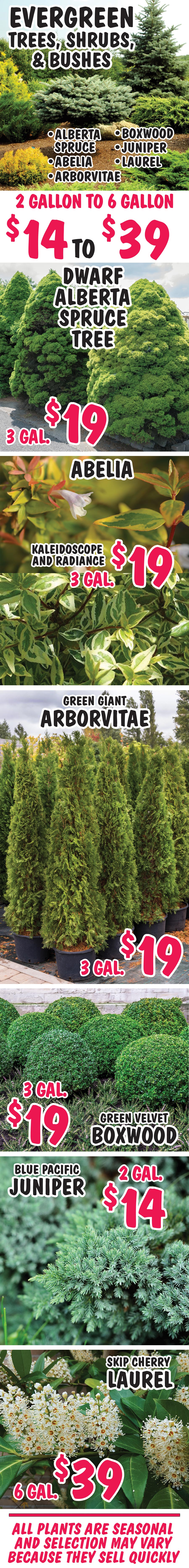 Evergreen Trees, Shrubs, and Bushes - 2 gallons to 6 gallons - $14 to $39. Dwarf Alberta Spruce Tree, Abelia, Arborvitae, Boxwood, Juniper, and Laurel. image