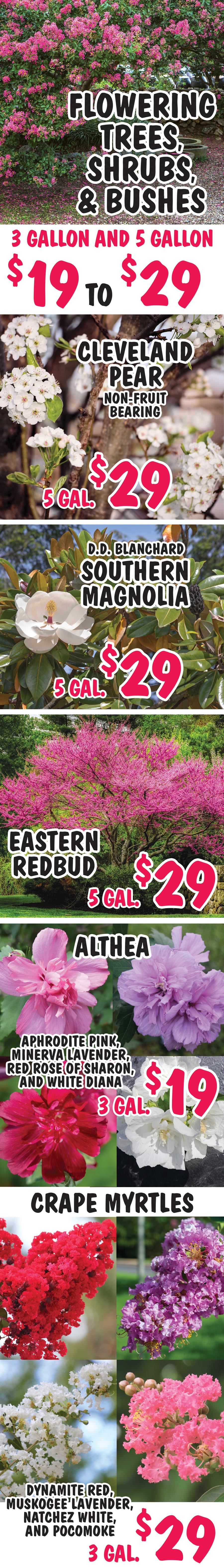 Flowering Trees, Shrubs, and Bushes - 2 gallons to 7 gallons - $18 to $49 - Flowering Almond Trees do not produce edible nuts, Cleveland Pear Tree is non-fruit bearing, Catalpa Worm Tree, Althea, Butterfly Bushes, Crape Myrtle, Hydrangea, Lilac, and Weigela. image