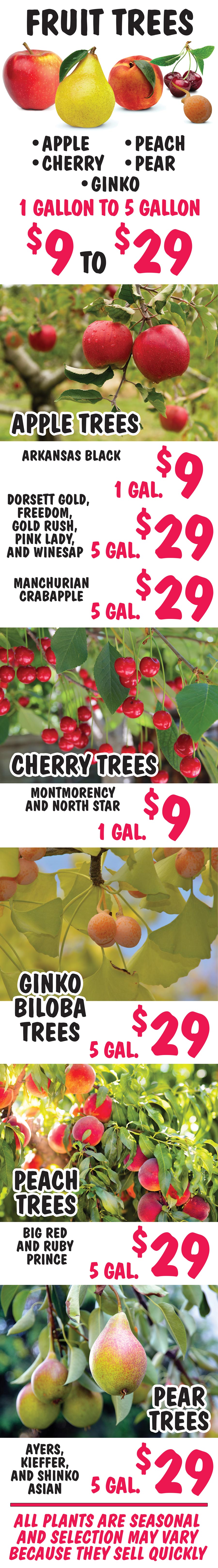 Fruit Trees - Apple, Cherry, Ginko, Peach, and Pear - 1 gallon to 5 gallons - $9 to $29 image