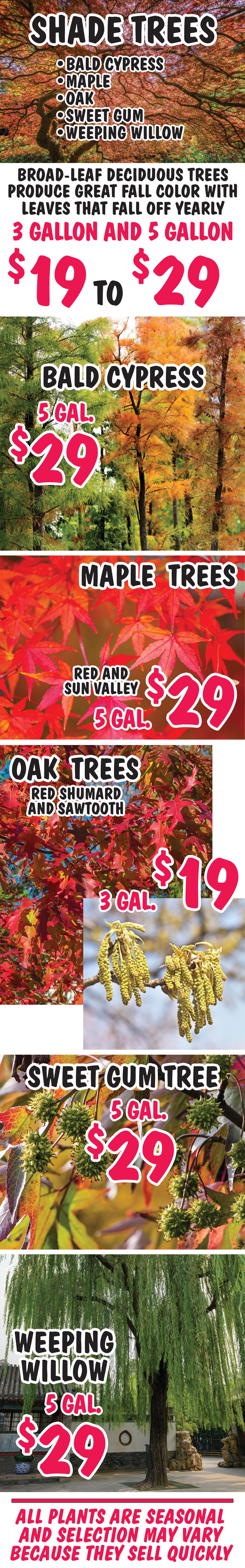 Shade Trees - Bald Cypress, Maple, Oak, Sweet Gum, Weeping Willow - 3 gallons to 5 gallons - $19 to $29. Broad-Leaf Deciduous Trees produce great fall color with leaves that fall off yearly. image