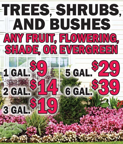 Trees, Shrubs, and Bushes - Any Fruit, Flowering, Shade, or Evergreen - 1 gallon $9, 2 gallons $14, 3 gallons $19, 5 gallons $29, 6 gallons $39