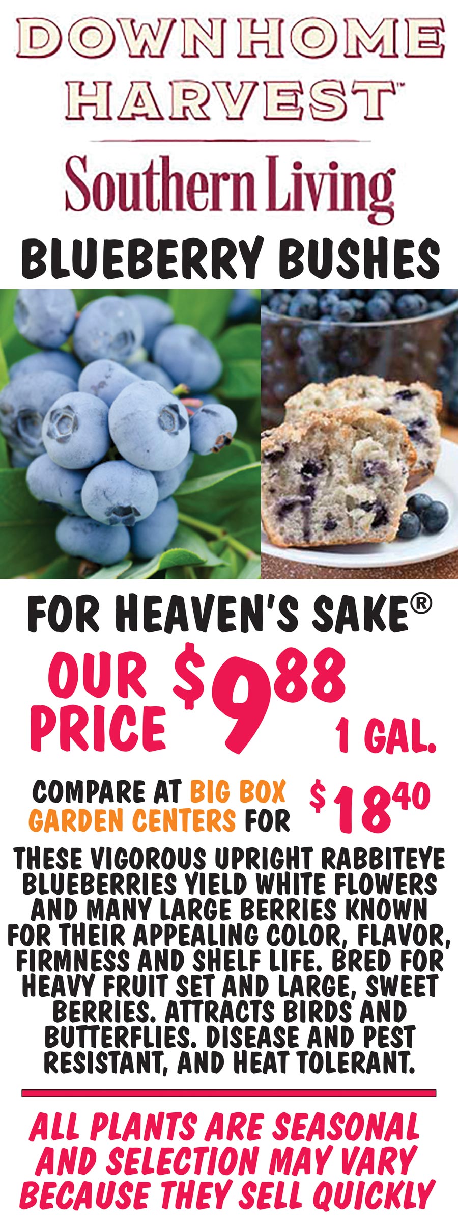 Southern Living Down Home Harvest For Heaven's Sake Blueberry Bushes OUR PRICE $9.88 for 1 gallon. Compare at Big Box Garden Centers for $18.40. These vigorous upright rabbiteye blueberries yeild white flowers and many large berries known for their appealing color, flavor, firmness and shelf life. Bred for heavy fruit set and large, sweet berries. Attracts birds and butterflies. Disease and pest resistant, and heat tolerant. image