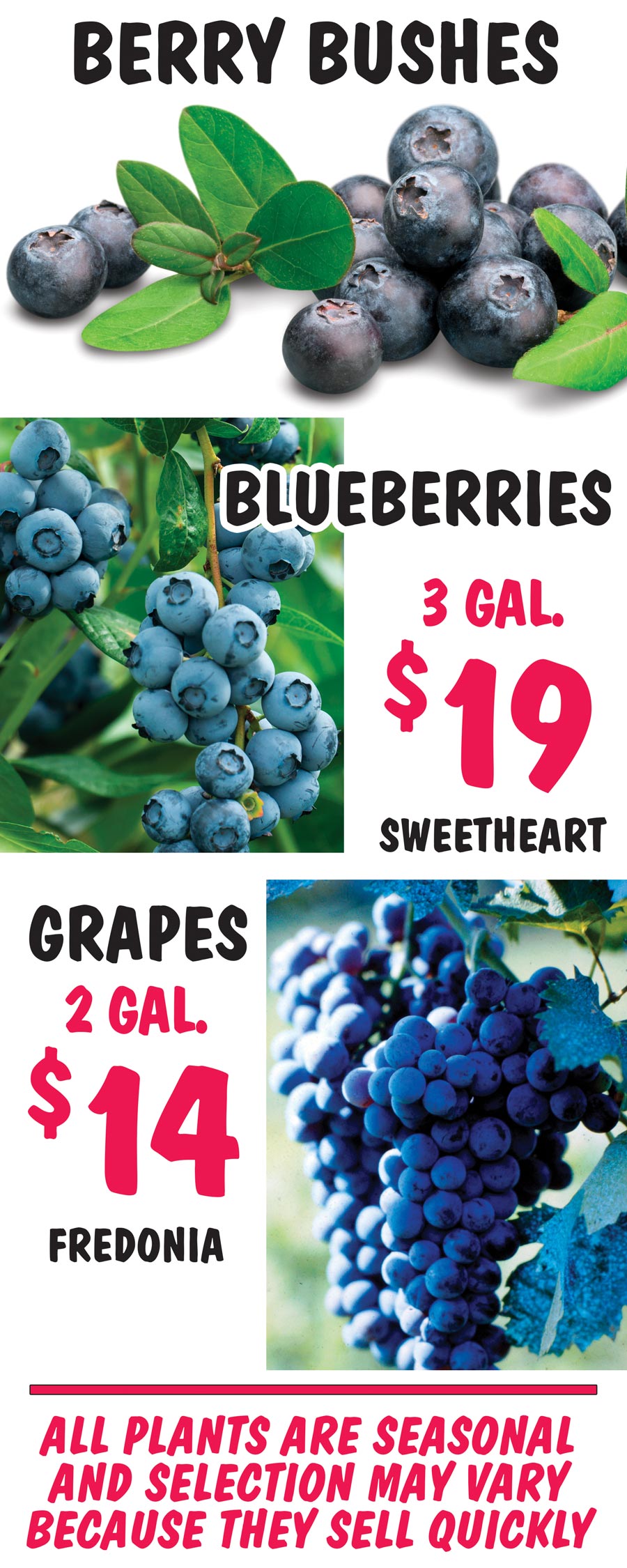 Blueberry and Grape Bushes - 2 gallons to 3 gallons - $14 to $19 image