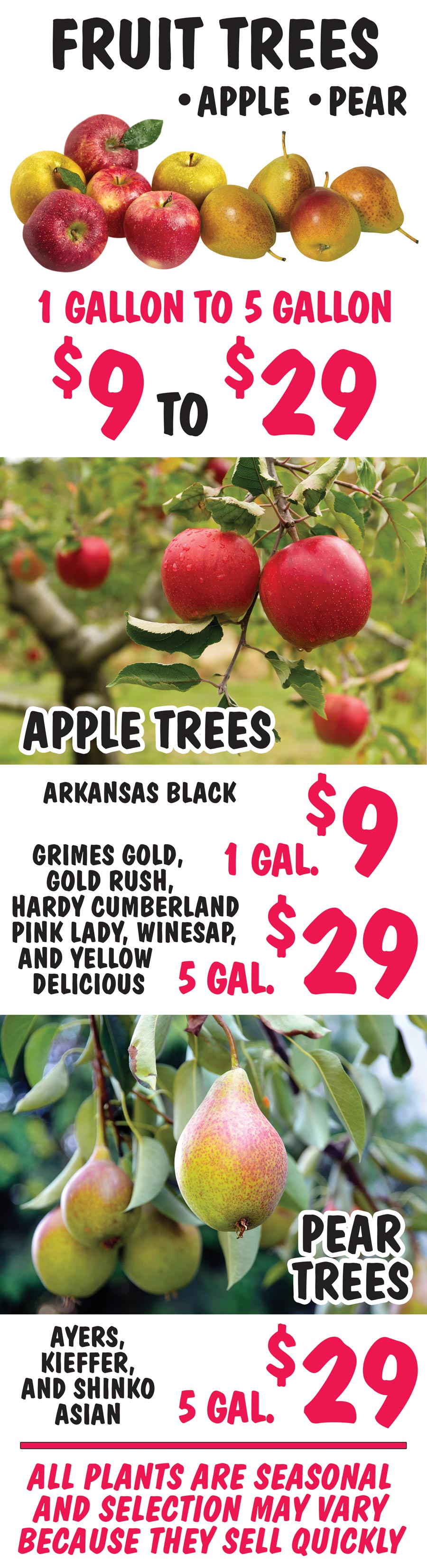 Fruit Trees - Apple and Pear - 1 gallon to 5 gallons - $9 to $29 image