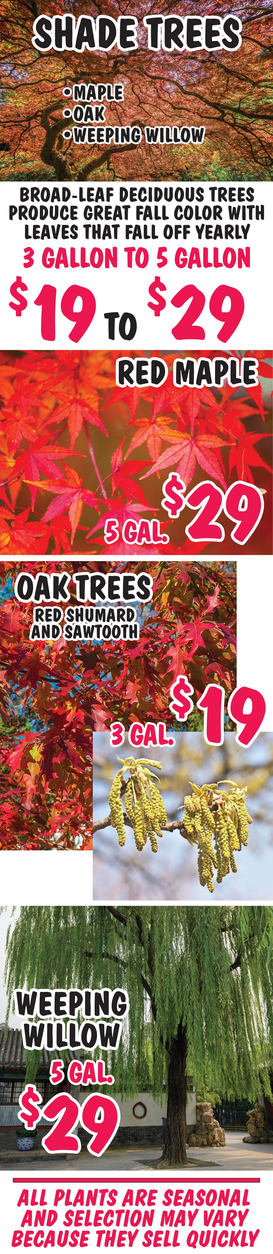 Shade Trees - Maple, Oak, and Weeping Willow - 3 gallons to 5 gallons - $19 to $29. Broad-Leaf Deciduous Trees produce great fall color with leaves that fall off yearly. image