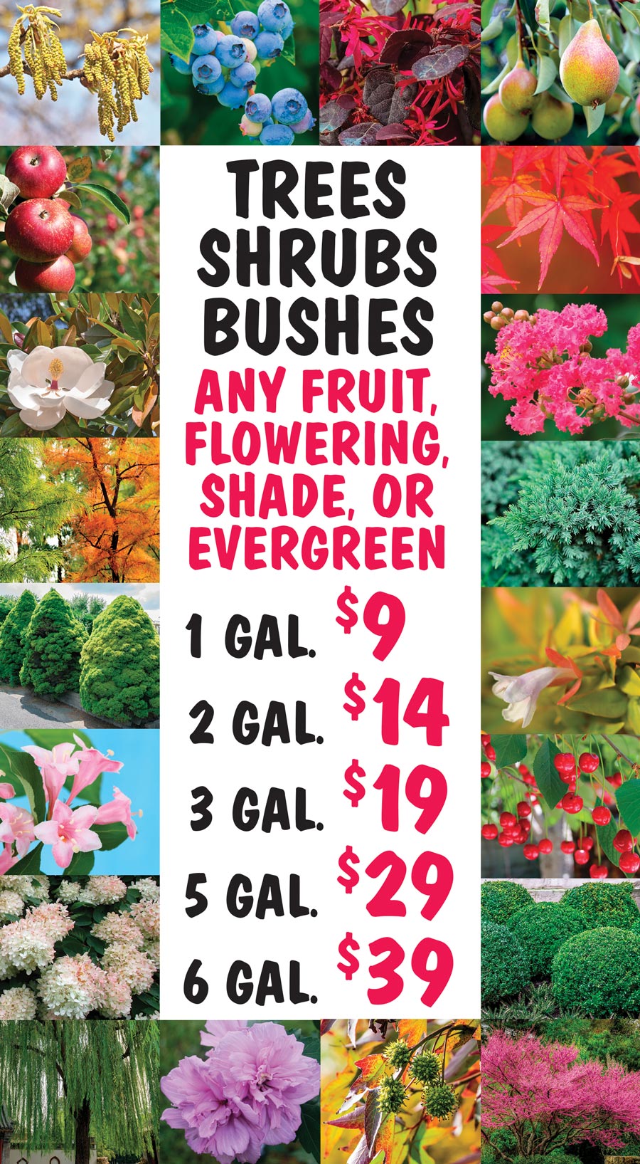 Trees, Shrubs, and Bushes - Any Fruit, Flowering, Shade, or Evergreen - 1 gallon $9, 2 gallons $14, 3 gallons $19, 5 gallons $29, 6 gallons $39 image