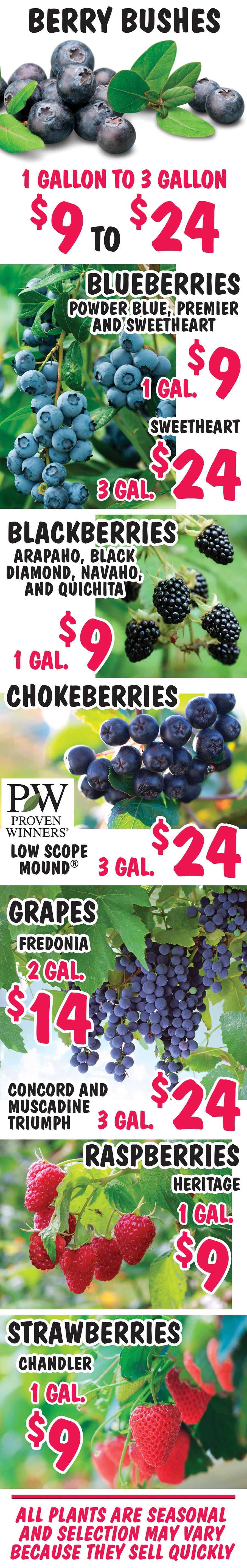 Blueberry, Blackberry, Chokeberry, Grape, Raspberry, and Strawberry Bushes - 1 gallon to 3 gallons - $9 to $24 image