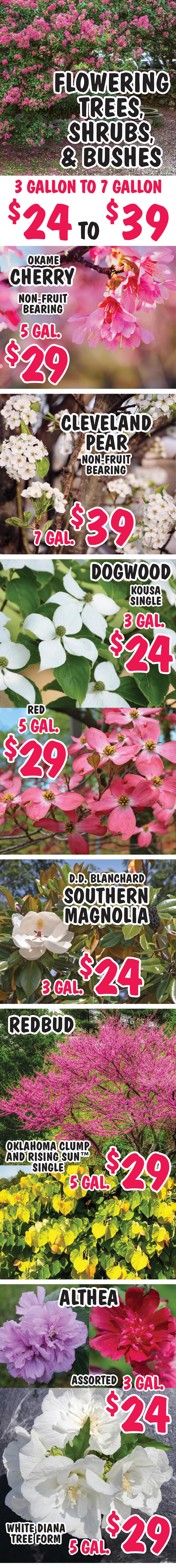 Flowering Trees, Shrubs, and Bushes - 3 gallons to 7 gallons - $24 to $39 - Flowering Cherry, Cleveland Pear, Dogwood, Southern Magnolia, Redbud, Althea, Crape Myrtle, Honeysuckle, Hydrangea, Lilac, Loropetalum, Mock Orange image