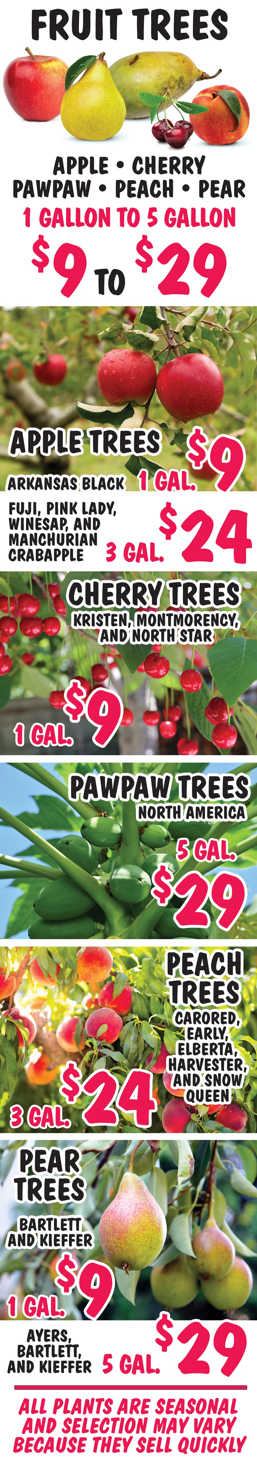 Fruit Trees - Apple, Cherry, Pawpaw, Peach, and Pear - 1 gallon to 5 gallons - $9 to $29 image