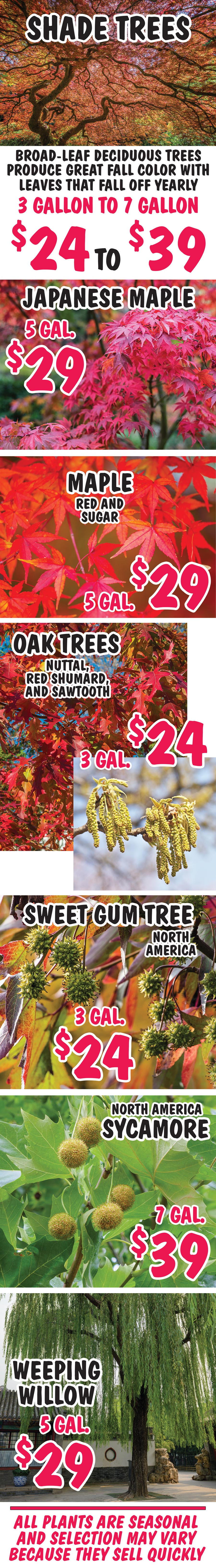 Shade Trees - Japanese Maple, Maple, Oak, Sweet Gum, Sycamore, and Weeping Willow - 3 gallons to 7 gallons - $24 to $39. Broad-Leaf Deciduous Trees produce great fall color with leaves that fall off yearly. image