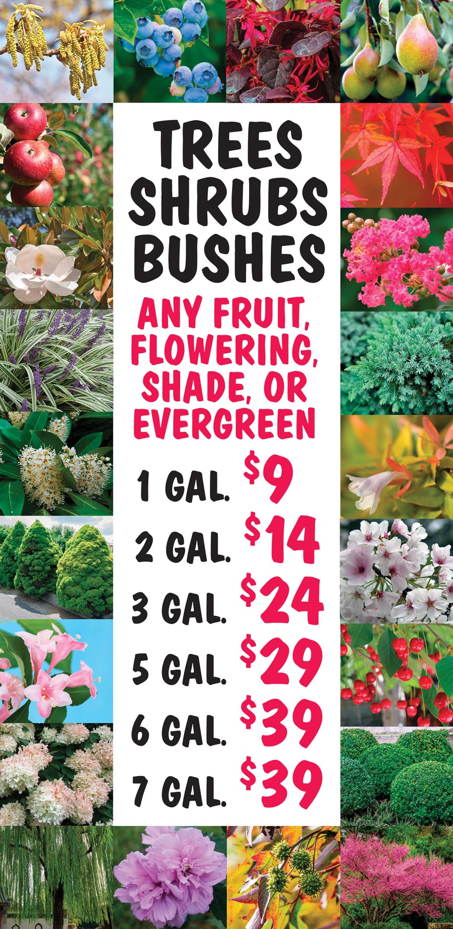 Trees, Shrubs, and Bushes - Any Fruit, Flowering, Shade, or Evergreen - 1 gallon $9, 2 gallons $14, 3 gallons $24, 5 gallons $29, 6 gallons $39, 7 gallons $39 image