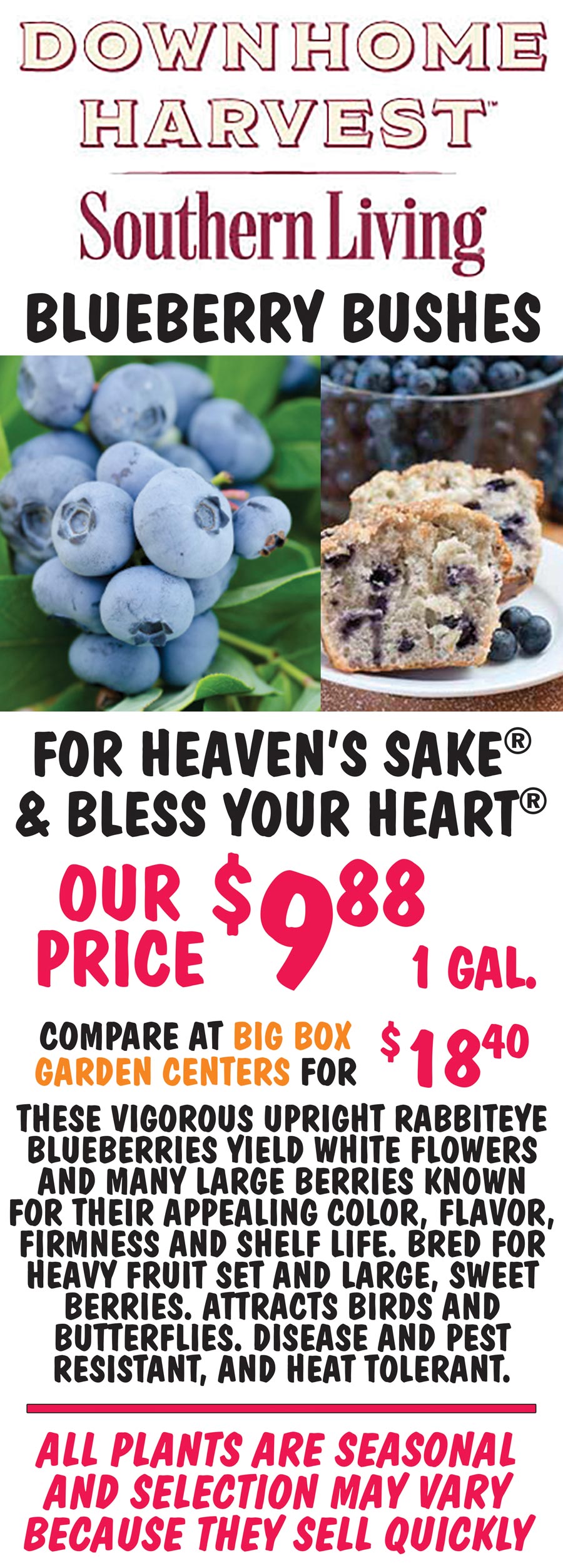 Southern Living Down Home Harvest Blueberry Bushes OUR PRICE $9.88 for 1 gallon. Compare at Big Box Garden Centers for $18.40. 2 Varieties - For Heaven's Sake and Bless Your Heart. These vigorous upright rabbiteye blueberries yeild white flowers and many large berries known for their appealing color, flavor, firmness and shelf life. Bred for heavy fruit set and large, sweet berries. Attracts birds and butterflies. Disease and pest resistant, and heat tolerant. image