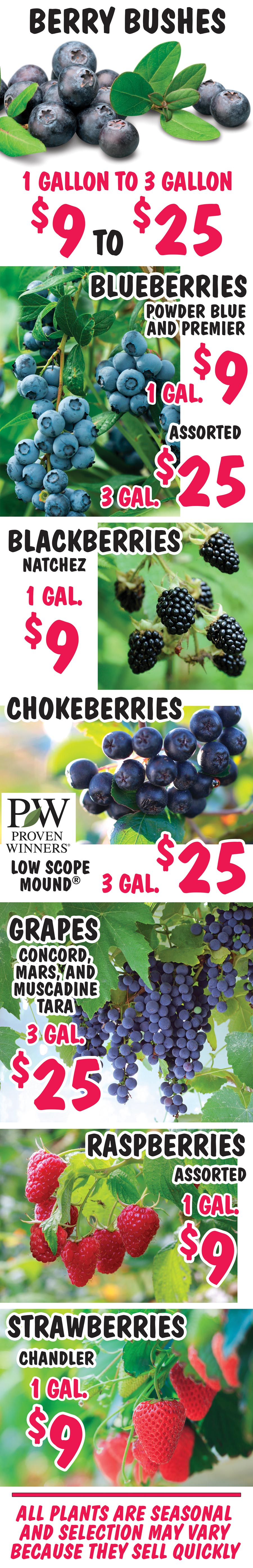 Blueberry, Blackberry, Chokeberry, Grape, Raspberry, and Strawberry Bushes - 1 gallon to 3 gallons - $9 to $25 image