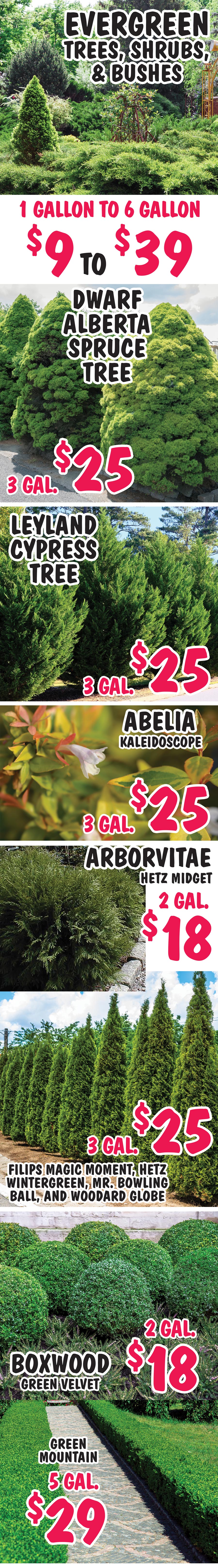 Evergreen Trees, Shrubs, and Bushes - 1 gallon to 6 gallons - $9 to $39. Dwarf Alberta Spruce Tree, Leyland Cypress Tree, Abelia, Arborvitae, Boxwood, Ornamental Grass, Juniper, Laurel, and Yew. image