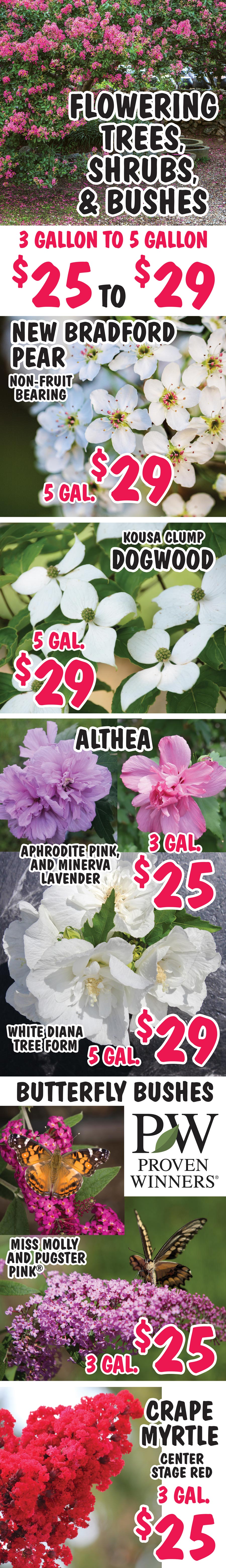 Flowering Trees, Shrubs, and Bushes - 3 gallons to 5 gallons - $25 to $29 - New Bradford Pear Trees, Dogwood Trees, Althea, Butterfly Bushes, Crape Myrtle, Honeysuckle, Hydrangea, Mock Orange, Spiraea, and Weigela. image