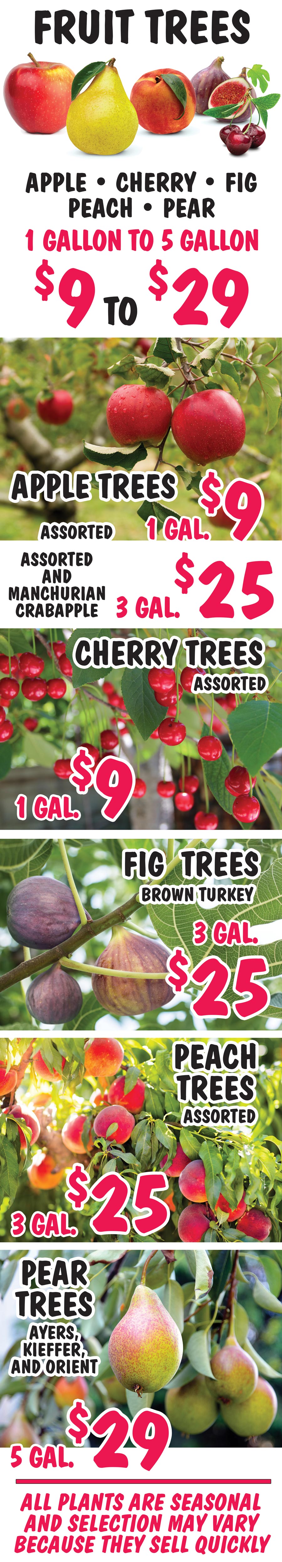 Fruit Trees - Apple, Cherry, Fig, Peach, and Pear - 1 gallon to 5 gallons - $9 to $29 image