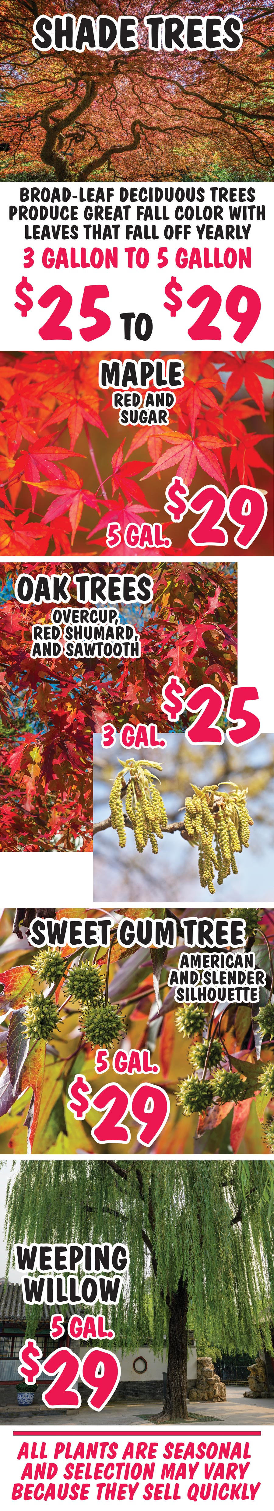 Shade Trees - Maple, Oak, Sweet Gum, and Weeping Willow - 3 gallons to 5 gallons - $25 to $29. Broad-Leaf Deciduous Trees produce great fall color with leaves that fall off yearly. image