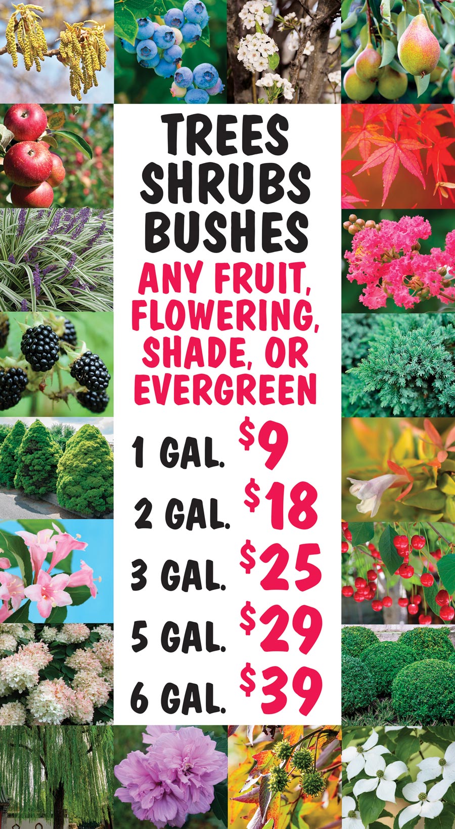 Trees, Shrubs, and Bushes - Any Fruit, Flowering, Shade, or Evergreen - 1 gallon $9, 2 gallons $18, 3 gallons $25, 5 gallons $29, 6 gallons $39 image