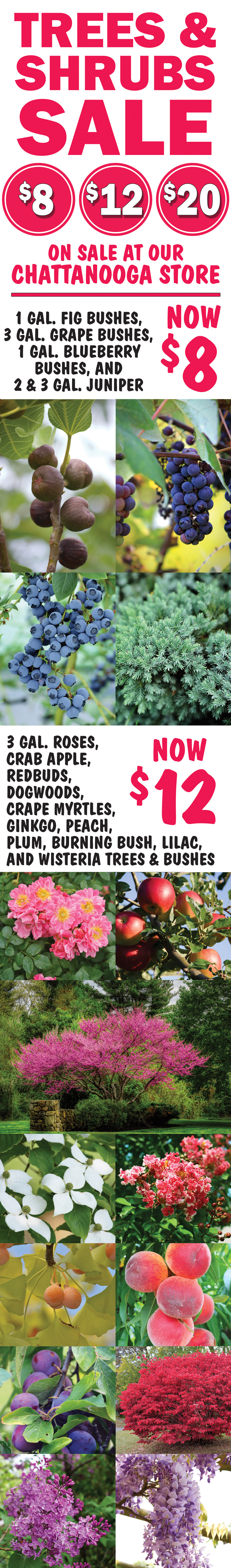 Trees and Shrubs Sale $8, $12, $20 image Trees and Shrubs Sale $8, $12, $20 on sale at our Chattanooga Store. Now $8 - 1 gallon fig bushes, 3 gallon grape bushes, 1 gallon blueberry bushes, and 2 gallon and 3 gallon junipers. Now $12 – 3 gallon roses, crab apple, redbuds, dogwoods, crape myrtles, gingko, peach, plum, burning bush, lilac, and wisteria trees and bushes. image