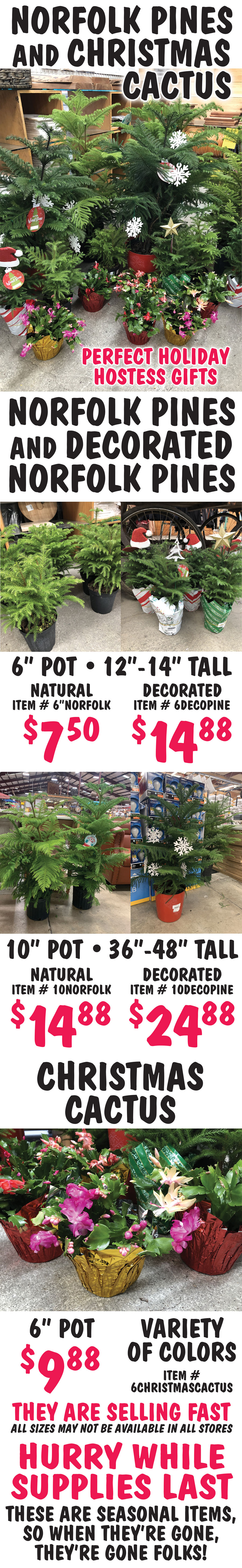 Norfolk Pines and Christmas Cactus, perfect holiday hostess gifts. Norfolk Pines and Decorated Norfolk Pines $7.50 to $24.88. 6 inch pot 12 inches to 14 inches tall, Natural $7.50, item number 6”NORFOLK and Decorated $14.88, item number 6DECOPINE. 10 inch pot 36 inches to 48 inches tall, Natural $14.88, item number 10NORFOLK and Decorated $24.88, item number 10DECOPINE. Christmas Cactus $9.88, 6 inch pot in a variety of colors, item number 6CHRISTMASCACTUS. They are selling fast. All sizes may not be available in all stores. Hurry while supplies last. These are seasonal items, so when they’re gone, they’re gone folks! image