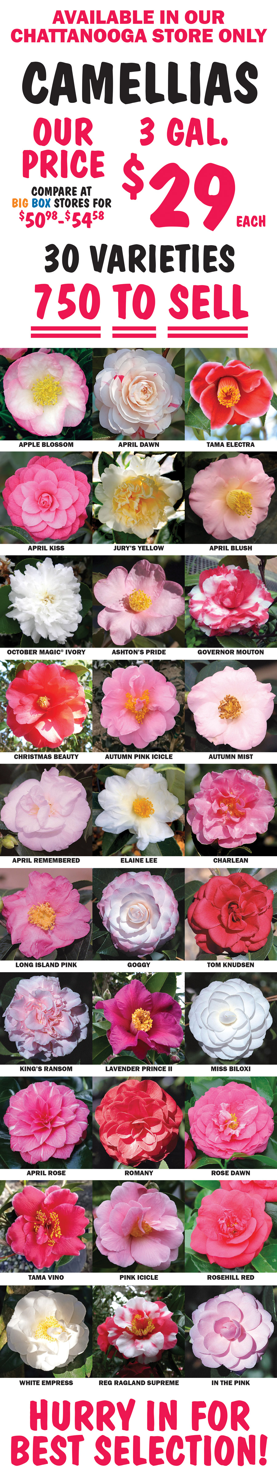 Camellias, available in our Chattanooga store only, our price 3 gallons $29 each, compare at the big box stores for $50.98 to $54.58, 30 varieties, 750 to sell. Apple Blossom, April Dawn, Tama Electra, April Kiss, Jury’s Yellow, April Blush, October Magic registered trademark Ivory, Ashton’s Pride, Governor Mouton, Christmas Beauty, Autumn Pink Icicle, Autumn Mist, April Remembered, Elaine Lee, Charlean, Long Island Pink, Goggy, Tom Knudsen, King’s Ransom, Lavender Prince 2, Miss Biloxi, April Rose, Romany, Rose Dawn, Tama Vino, Pink Icicle, Rosehill Red, White Empress, Reg Ragland Supreme, and In The Pink. Hurry in for best selection.