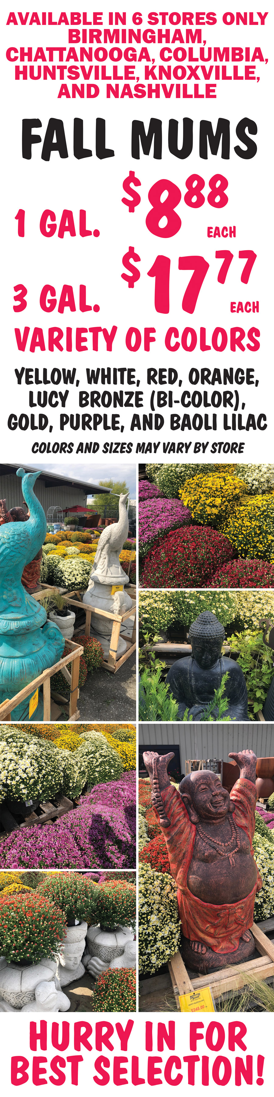 Fall Mums, available in 6 stores only – Birmingham, Chattanooga, Columbia, Huntsville, Knoxville, and Nashville, 1 gallon $8.88 each, 3 gallons $17.77 each, variety of colors yellow, white, red, orange, lucy bronze bi-color, gold, purple, and baoli lilac, colors and sizes may vary by store. Hurry in for best selection.