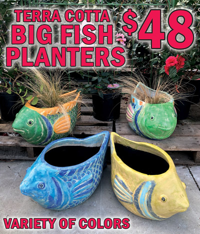 HHand thrown, hand painted terra cotta Big Fish Planters for Thailand, large planters $48, item number BIGFISHPLANT, 20 inches long, 12 inches wide, 12 inches high. Each one has its own personality. Variety of colors, colors may vary by store.