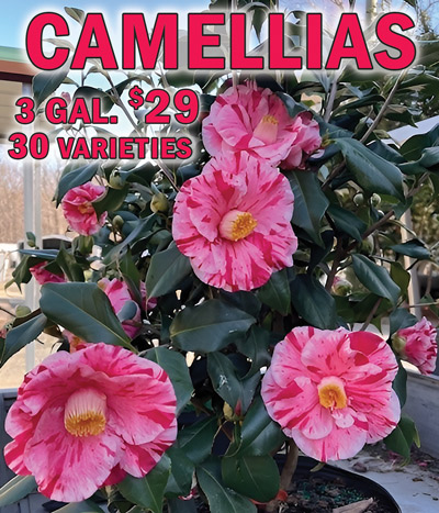 Camellias 3 gallons $29 each, 30 varieties