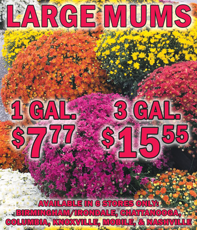 Mums are back! Available in 6 stores only – Birmingham Irondale, Chattanooga, Columbia, Knoxville, Mobile, and Nashville. Large 1 gallon $7.77, compare at big box stores for $29.98, item number 1GMUM, and large 3 gallon $15.55, compare at big box stores for $36.98, item number 3GMUM. These mums are even larger than last year! Variety of bright colors, colors may vary by store.